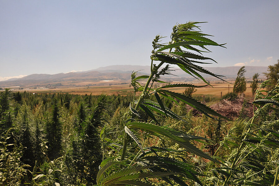 Lebanon's hashish equation If farmers gain, does Hezbollah lose